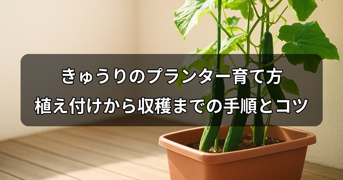 kyuri-planter